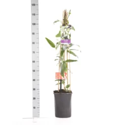 Bosrank, Groenblijvend (Clematis Armandii 'Apple Blossom') -Exporteren Groei Planten Winkel clematis apelblossom 1.00 1.25