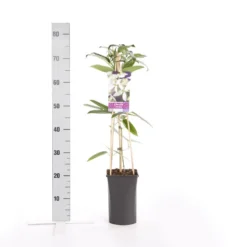 Bosrank, Groenblijvend (Clematis Armandii) -Exporteren Groei Planten Winkel clematis armandii