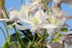 Bosrank, Groenblijvend (Clematis Armandii 'Apple Blossom') -Exporteren Groei Planten Winkel clematis armandii apple blossom 1