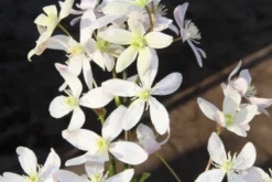 Bosrank, Groenblijvend (Clematis Armandii 'Apple Blossom') -Exporteren Groei Planten Winkel clematis armandii apple blossom 2