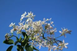 Bosrank, Groenblijvend (Clematis Armandii 'Apple Blossom') -Exporteren Groei Planten Winkel clematis armandii apple blossom 4