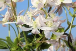 Bosrank, Groenblijvend (Clematis Armandii 'Apple Blossom') -Exporteren Groei Planten Winkel clematis armandii apple blossom 5