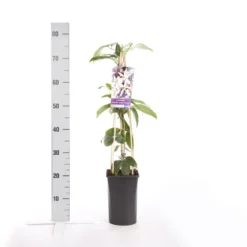 Bosrank, Groenblijvend (Clematis Armandii 'Apple Blossom') -Exporteren Groei Planten Winkel clematis armandii apple blossom