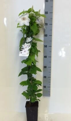 Bosrank (Clematis 'Henryi') 5 Bosrank (Clematis 'Henryi') -Exporteren Groei Planten Winkel clematis henryi 80 100 c2