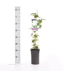 Bosrank (Clematis 'Madame Le Coultre') 9 Bosrank (Clematis 'Madame Le Coultre') -Exporteren Groei Planten Winkel clematis madame le coultre
