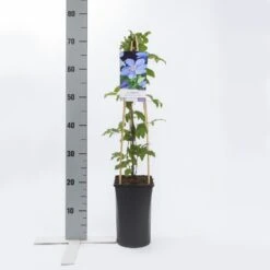Bosrank (Clematis 'Mrs Cholmondeley') 10 Bosrank (Clematis 'Mrs Cholmondeley') -Exporteren Groei Planten Winkel clematis mrs. cholmondeley