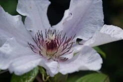 Bosrank (Clematis 'Snow Queen') -Exporteren Groei Planten Winkel clematis snow queen