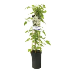 Bosrank (Clematis Vitalba) -Exporteren Groei Planten Winkel clematis vitalba 944014 1