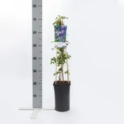 Bosrank (Clematis Viticella) -Exporteren Groei Planten Winkel clematis viticella
