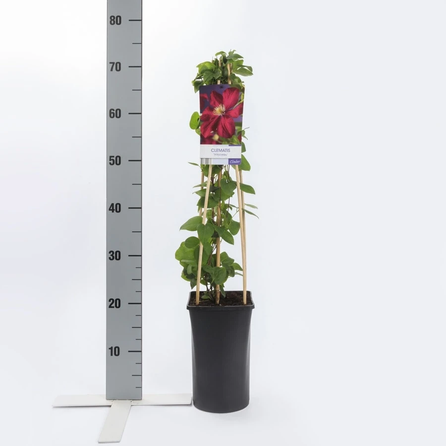 Bosrank (Clematis 'Voluceau') 2 Bosrank (Clematis 'Voluceau') - Afbeelding 2