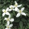 Bosrank (Clematis Montana 'Alba')
