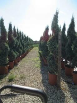 Conifeer Als Spiraal (Thuja Occidentalis 'Smaragd') -Exporteren Groei Planten Winkel conifeer spiraal