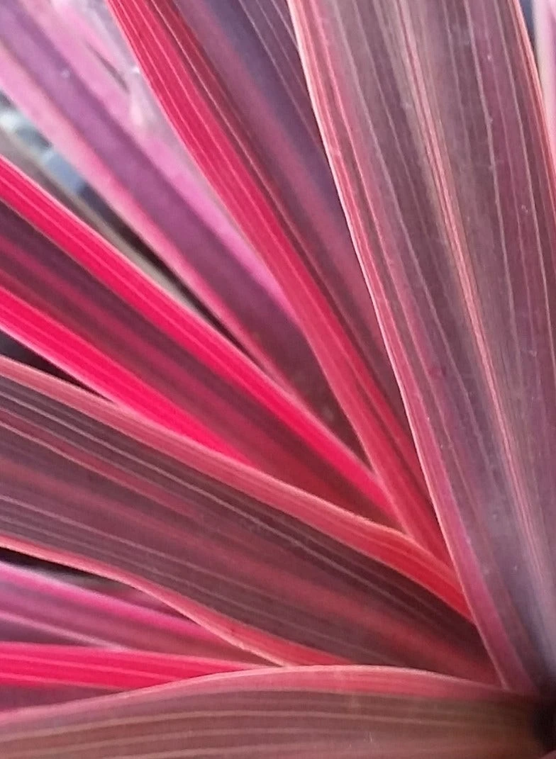Cordyline (Cordyline Australis 'Electric Pink') 2 Cordyline (Cordyline Australis 'Electric Pink') - Afbeelding 2