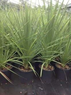 Cordyline (Cordyline Australis) -Exporteren Groei Planten Winkel cordyline australis