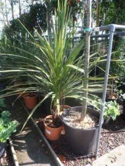 Cordyline (Cordyline Australis) -Exporteren Groei Planten Winkel cordyline australis 125 150 c20