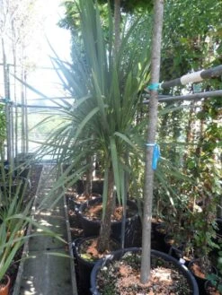 Cordyline (Cordyline Australis) -Exporteren Groei Planten Winkel cordyline australis 150 175 cont
