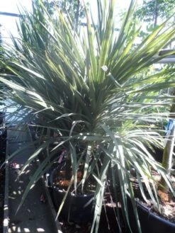 Cordyline (Cordyline Australis) -Exporteren Groei Planten Winkel cordyline australis 175 200 meerstammig