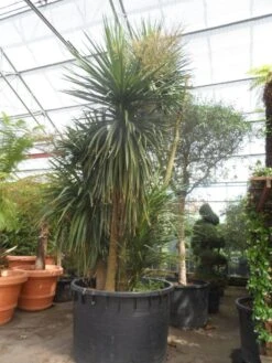 Cordyline (Cordyline Australis) -Exporteren Groei Planten Winkel cordyline australis 300 400 c750 meerstammig