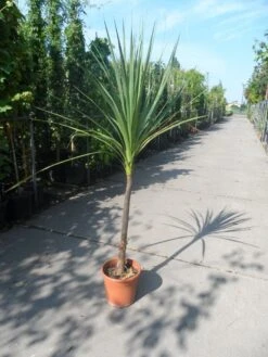 Cordyline (Cordyline Australis) -Exporteren Groei Planten Winkel cordyline australis c10