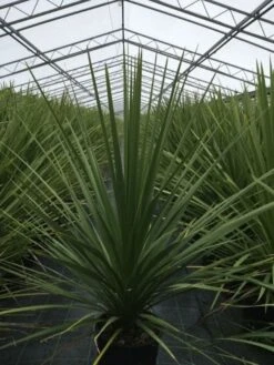 Cordyline (Cordyline Australis) -Exporteren Groei Planten Winkel cordyline australis c10 1