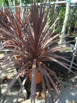 Cordyline (Cordyline Australis 'Atropurpurea') -Exporteren Groei Planten Winkel cordyline australis red star c10