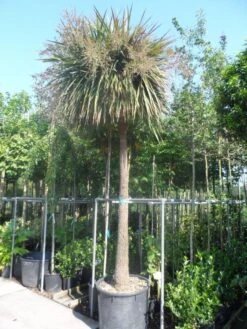 Cordyline (Cordyline Australis) -Exporteren Groei Planten Winkel cordyline australis solitair 250stam