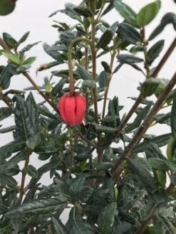Chileense Lantaarnboom (Crinodendron Hookerianum) -Exporteren Groei Planten Winkel crinodendron hookerianum c20 1 1