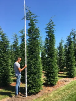 Grote Snelgroeiende Conifeer (Cupressocyparis Leylandii) -Exporteren Groei Planten Winkel cup leijlandii 450500 1