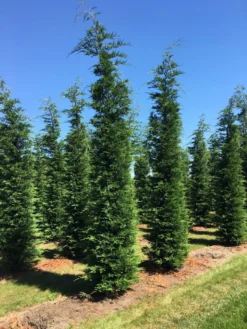 Grote Snelgroeiende Conifeer (Cupressocyparis Leylandii) -Exporteren Groei Planten Winkel cup leijlandii 500550 1