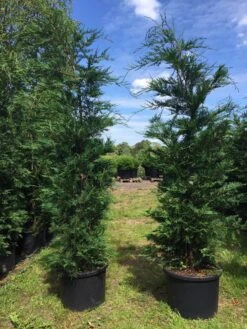 Grote Snelgroeiende Conifeer (Cupressocyparis Leylandii) -Exporteren Groei Planten Winkel cupressocyparis lelandii h200 250 1