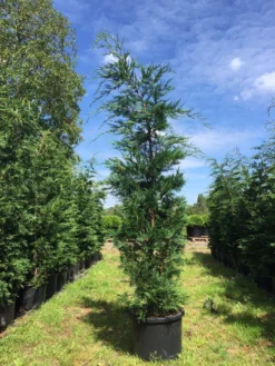 Grote Snelgroeiende Conifeer (Cupressocyparis Leylandii) -Exporteren Groei Planten Winkel cupressocyparis lelandii h250 300 3 1