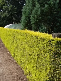 Gele Haagconifeer (Cupressocyparis Leylandii 'Gold Rider') -Exporteren Groei Planten Winkel cupressocyparis leylandii gold rider