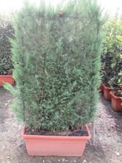 Conifeer Meeneemhaag (Cupressocyparis Leylandii) -Exporteren Groei Planten Winkel cupressocyparis leylandii leivorm 80x120