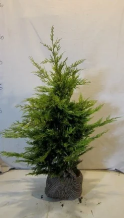 Gele Haagconifeer (Cupressocyparis Leylandii 'Gold Rider') -Exporteren Groei Planten Winkel cupressulgoldrider080 100