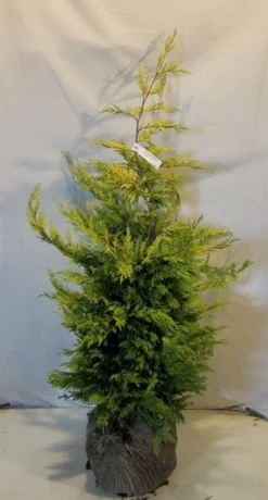 Gele Haagconifeer (Cupressocyparis Leylandii 'Gold Rider') -Exporteren Groei Planten Winkel cupressulgoldrider100 125