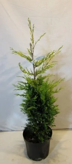 Gele Haagconifeer (Cupressocyparis Leylandii 'Gold Rider') -Exporteren Groei Planten Winkel cupressulgoldrider80 100c3