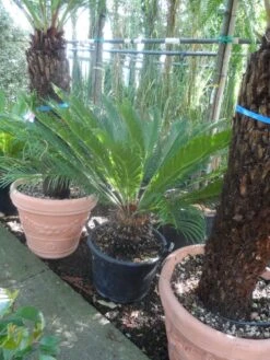 Cycaspalm (Cycas Revoluta) -Exporteren Groei Planten Winkel cycas revoluta 100 125 c50