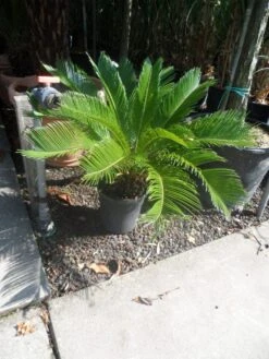Cycaspalm (Cycas Revoluta) -Exporteren Groei Planten Winkel cycas revoluta 40 50 c10