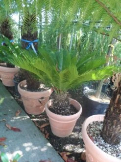 Cycaspalm (Cycas Revoluta) -Exporteren Groei Planten Winkel cycas revoluta 60 80 c50