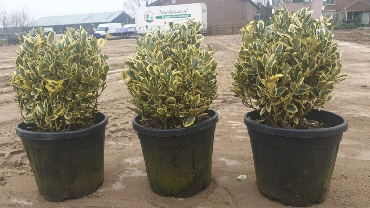 Kardinaalshoed Als Bol (Euonymus Japonicus 'Bravo') 2 Kardinaalshoed Als Bol (Euonymus Japonicus 'Bravo') - Afbeelding 2