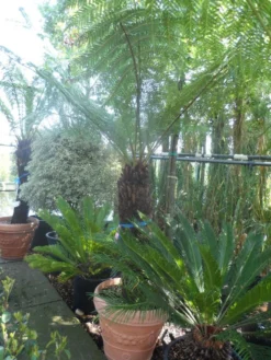 Grote Boomvaren (Dicksonia Antarctica) -Exporteren Groei Planten Winkel dicksonia antarctica 100 120stam 1