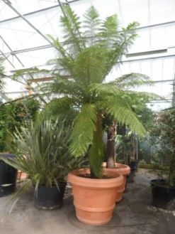 Grote Boomvaren (Dicksonia Antarctica) -Exporteren Groei Planten Winkel dicksonia antarctica 160stam extra 1