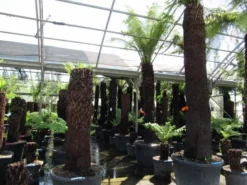 Grote Boomvaren (Dicksonia Antarctica) -Exporteren Groei Planten Winkel dicksonia antarctica 2 1