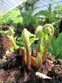 Boomvaren (Dicksonia Antarctica) -Exporteren Groei Planten Winkel dicksonia antarctica 3