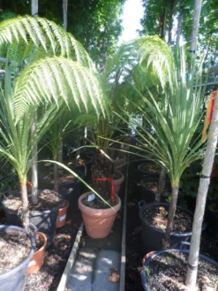 Grote Boomvaren (Dicksonia Antarctica) -Exporteren Groei Planten Winkel dicksonia antarctica 40stam cont. 1