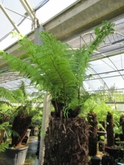 Boomvaren (Dicksonia Antarctica) -Exporteren Groei Planten Winkel dicksonia antarctica 4