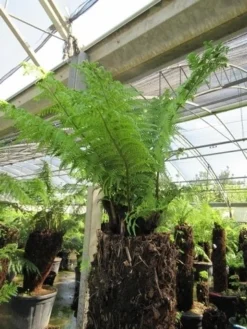 Grote Boomvaren (Dicksonia Antarctica) -Exporteren Groei Planten Winkel dicksonia antarctica 4 1