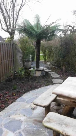 Grote Boomvaren (Dicksonia Antarctica) -Exporteren Groei Planten Winkel dicksonia antartica 1