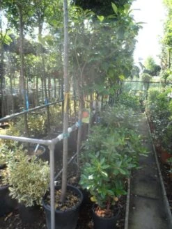 Kaki (Diospyros Kaki) -Exporteren Groei Planten Winkel diospyros kaki halfstam 12 14