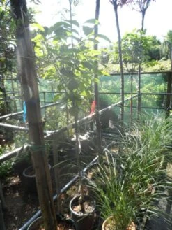 Kaki (Diospyros Kaki) -Exporteren Groei Planten Winkel diospyros kaki halfstam 5 6 8 c10